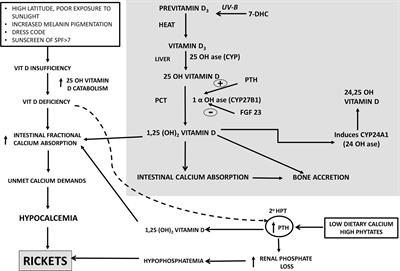 Modern India and Dietary Calcium Deficiency—Half a Century Nutrition Data—Retrospect–Introspect and the Road Ahead